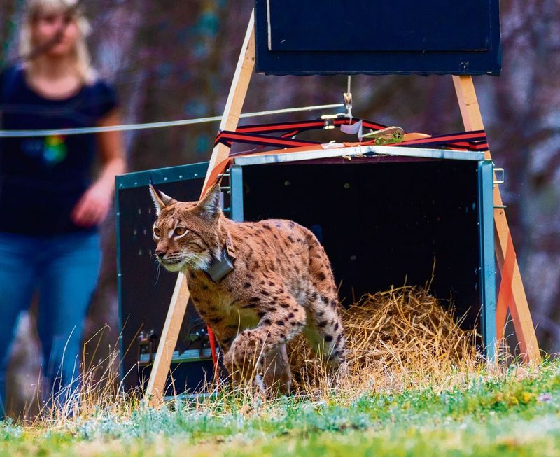 Ein Luchs wird im Rahmen des Projektes «LIFE Lynx» umgesiedelt und erkundet seine neue Heimat. Sloweniens Natur bietet viele Highlights.