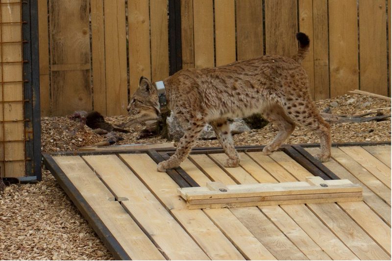 Das «LIFE Lynx» Projekt rettet den Luchs der dinarischen Alpen vor dem Aussterben