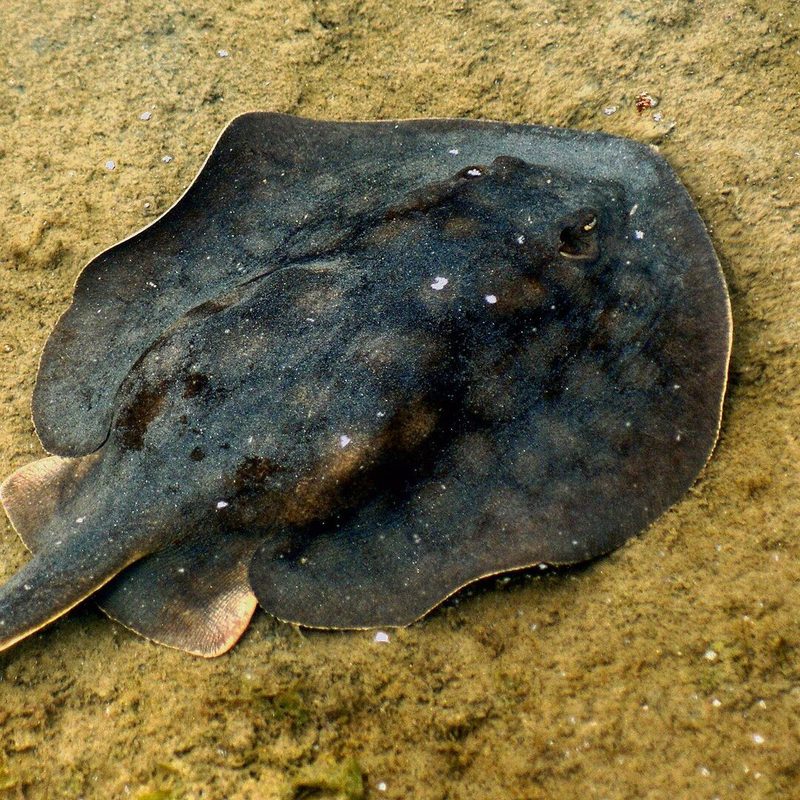 2. Pazifischer Geigenrochen (Pseudobatos productus)