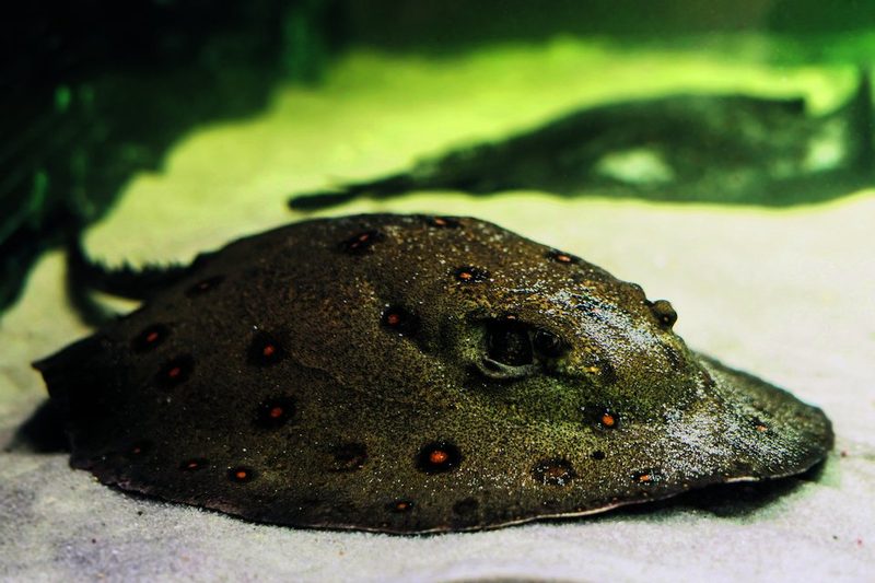6. Pfauenaugen-Stechrochen (Potamotrygon motoro)