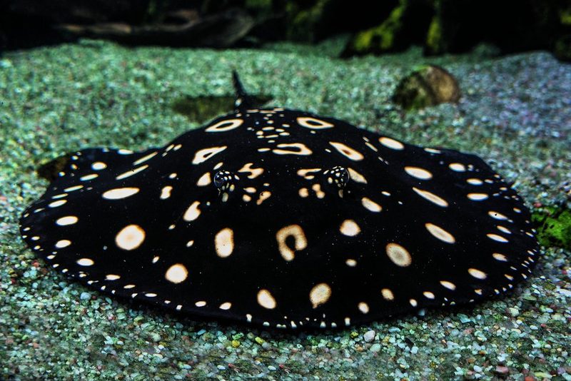5. Leopolds-Stechrochen (Potamotrygon leopoldi)