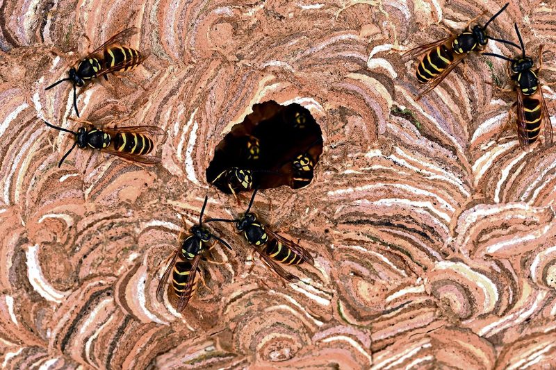 Echte Wespen: Um einen Staat zu gründen, baut die junge Königin ein neues Nest und legt jeweils ein Ei in die ersten Zellen.