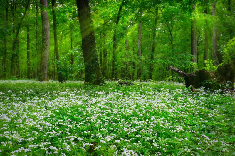 Alles über den Waldmeister