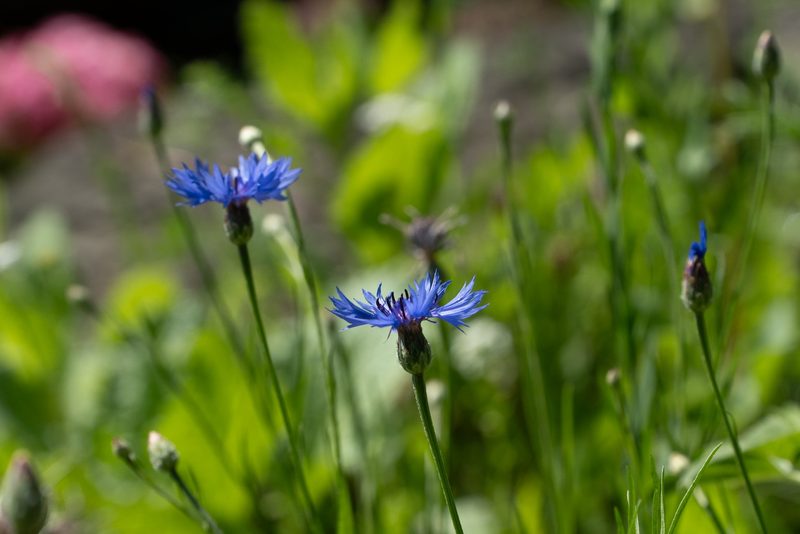 Mira Romer: Bio & Natur Hanggarten