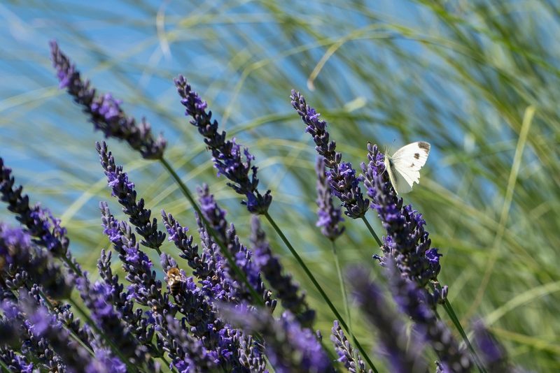 Mira Romer: Bio & Natur Hanggarten