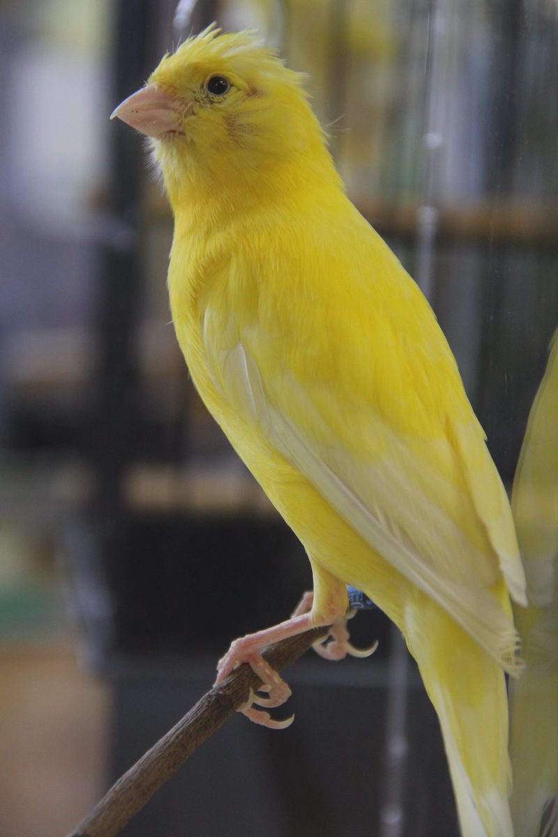 Vitamine, Eiweiss und Mineralien: So kommt dein Ziervogel gut durch die Mauser