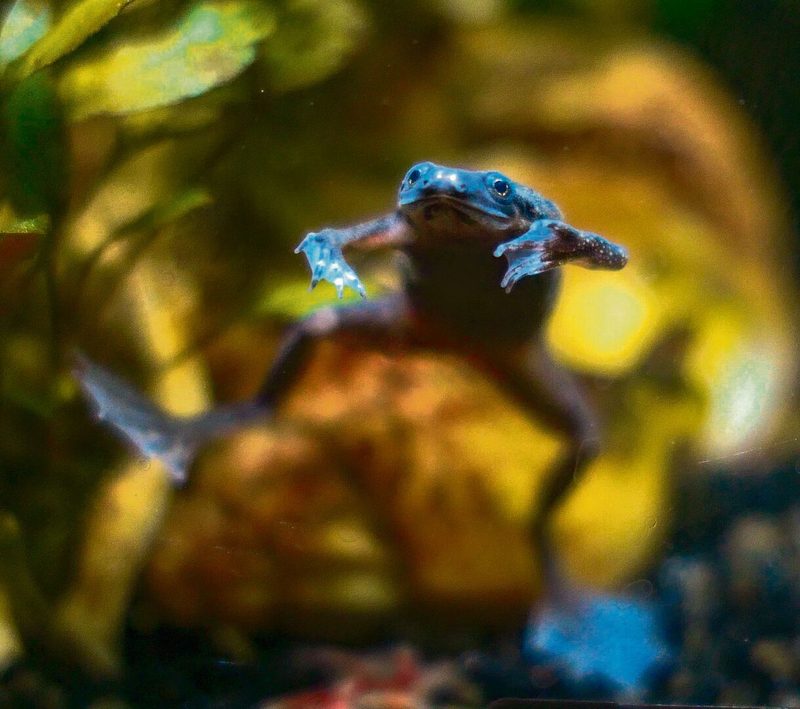 Zwergkrallenfrösche muten manchmal etwas tollpatisch an und sind eine Freude im Aquarium.