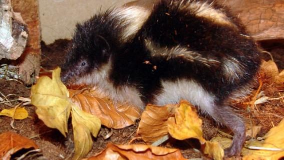 Schwarzkopftenrek (Hemicentetes nigriceps)