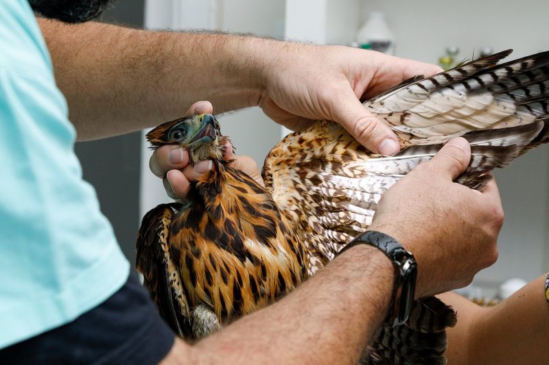 Erste-Hilfe-Massnahmen für verletzte Wildvögel