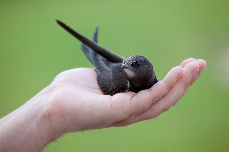 Erste-Hilfe-Massnahmen für verletzte Wildvögel