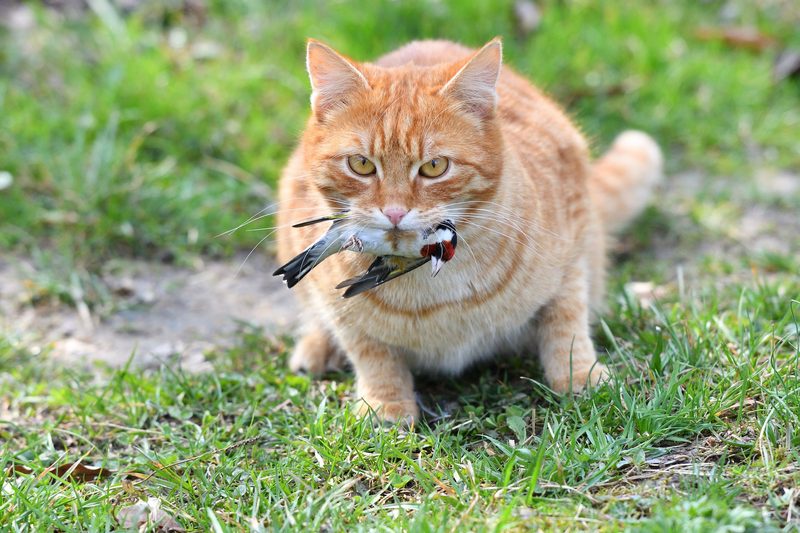 Erste-Hilfe-Massnahmen für verletzte Wildvögel