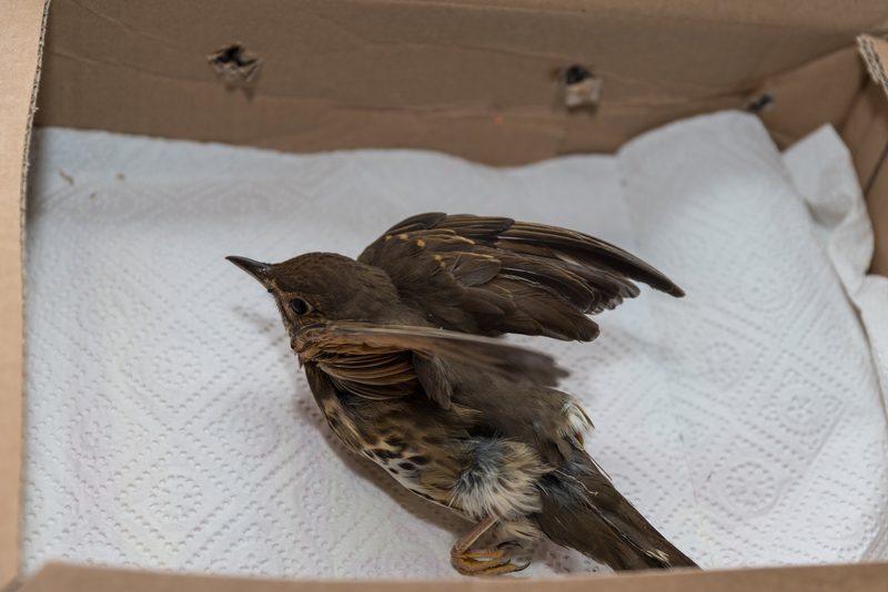 Erste-Hilfe-Massnahmen für verletzte Wildvögel