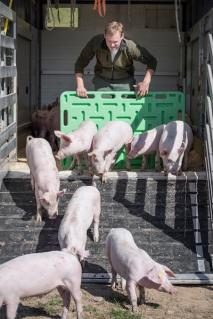 schweine260219_3.jpg