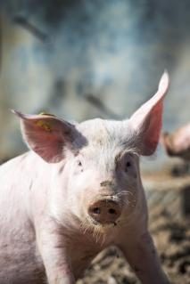 schweine260219_14.jpg