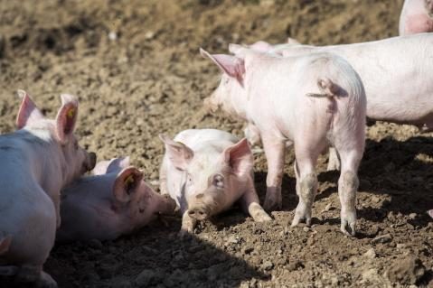 schweine260219_13.jpg