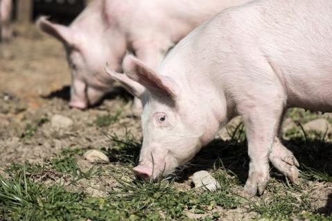 schweine260219_4.jpg
