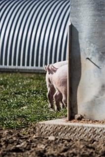 schweine260219_16.jpg