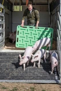schweine260219_1.jpg