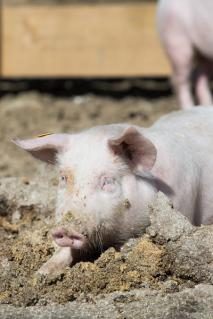 schweine260219_10.jpg
