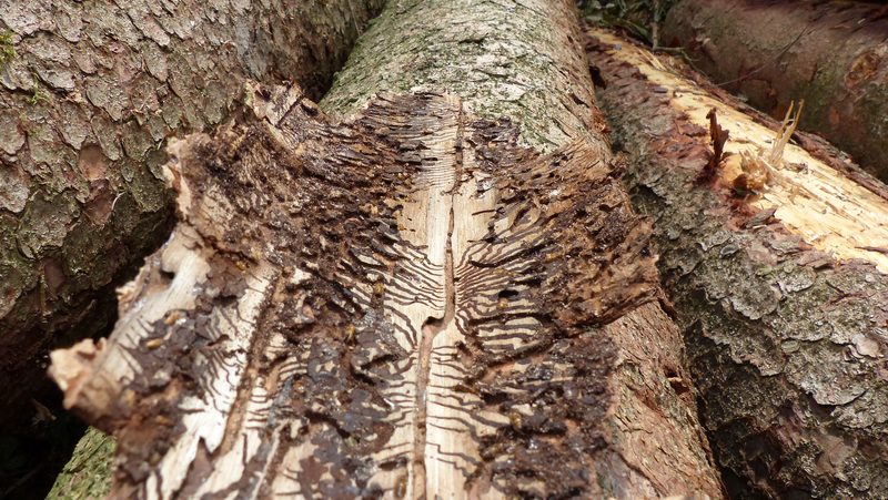 Heimische und invasive Arten profitierten vom Hitzejahr 2022