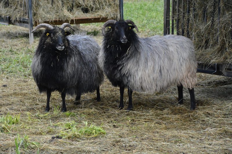 Heidschnucken sind farbwechselnde Feinschmecker