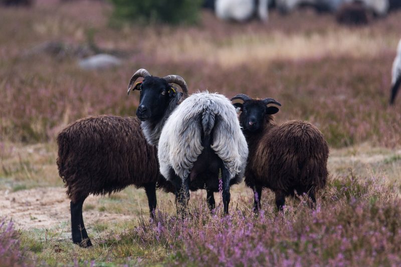Heidschnucken sind farbwechselnde Feinschmecker