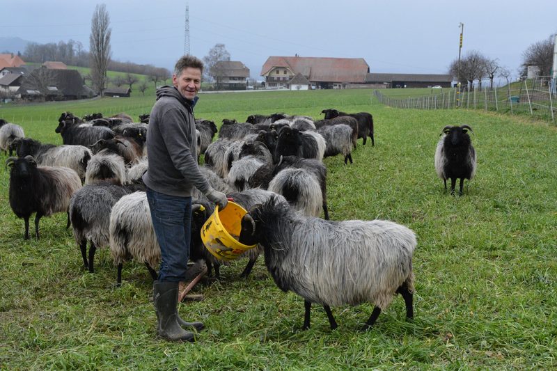 Heidschnucken sind farbwechselnde Feinschmecker