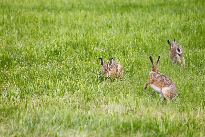 14 Fakten über Feldhasen, die Sie zu Ostern wissen sollten