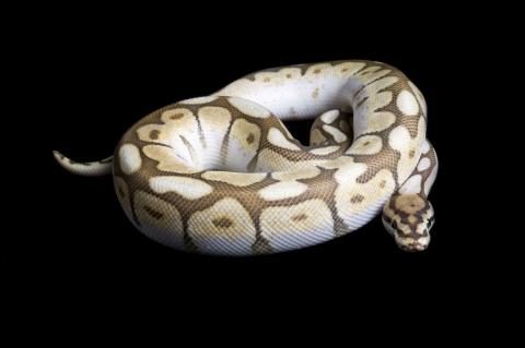 Königspython Farbmorphe Albino