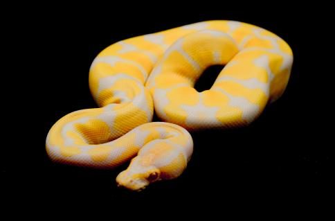 Königspython Albino gelblich Morphe