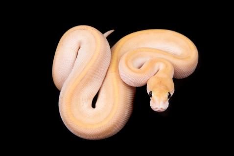 Königspython Morphe Lesser Champagne