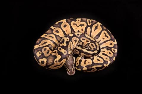 Königspython Farbmorphe Vanilla Pastel