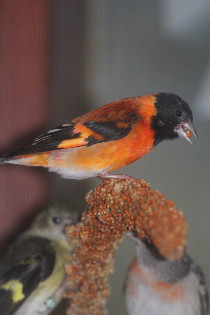 Kapuzenzeisig: Bedroht in Venezuela, gut etabliert in der Vogelzucht