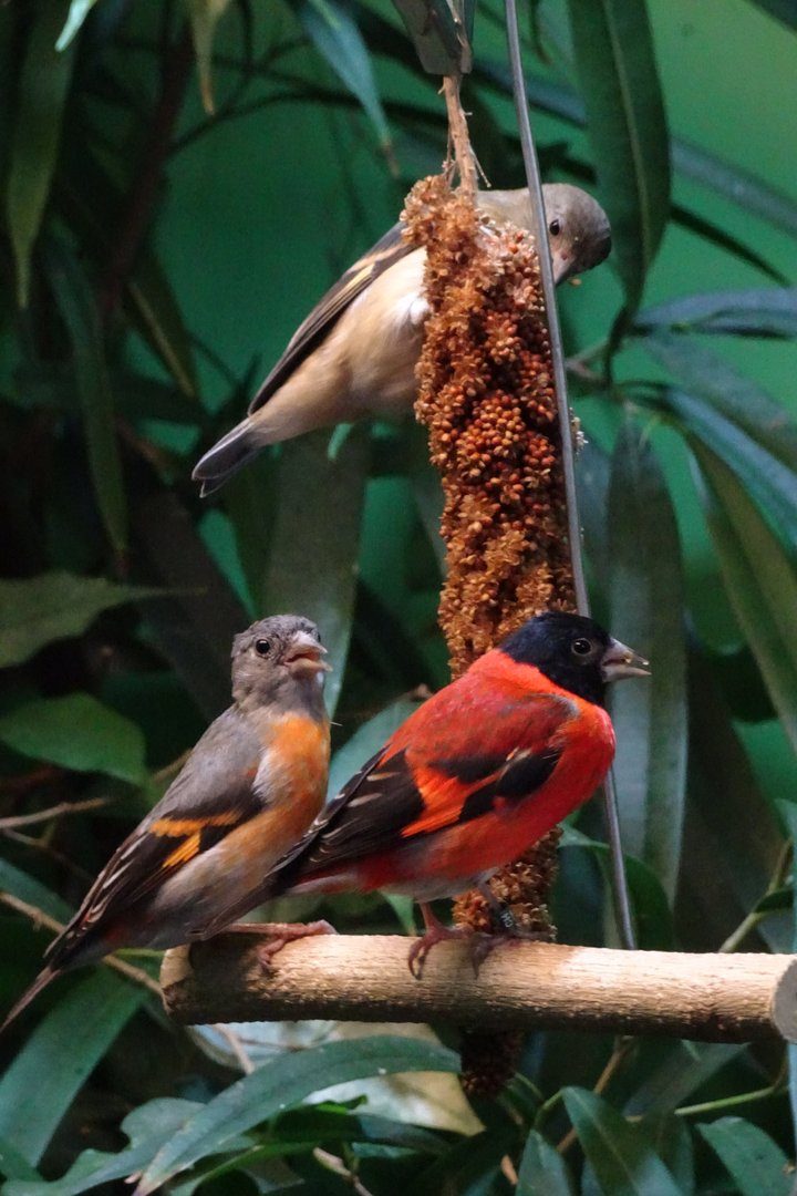 Kapuzenzeisig: Bedroht in Venezuela, gut etabliert in der Vogelzucht