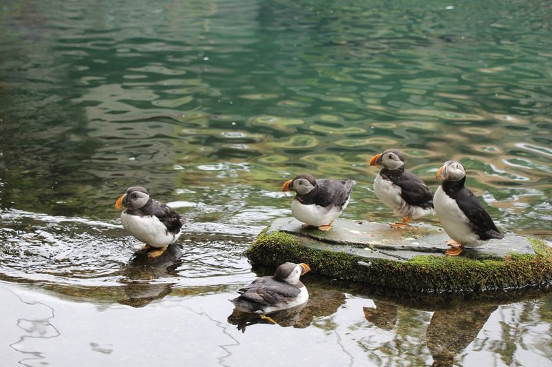 Papageitaucher in der Natur und im Tierpark Bern