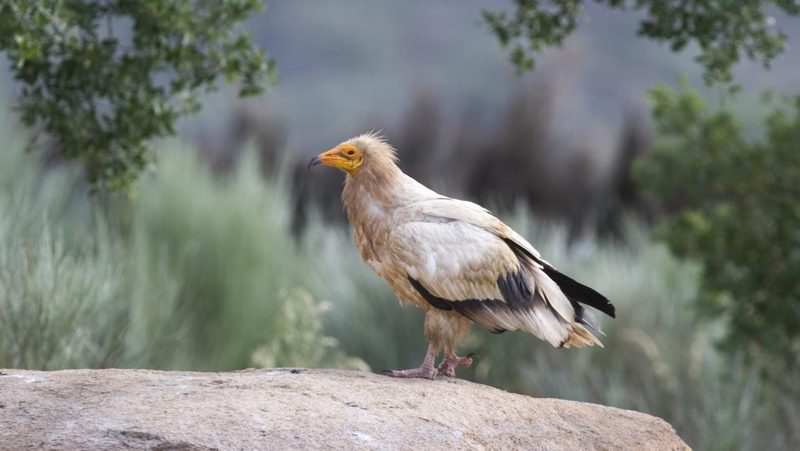 Faia-Brava-Naturreservat in Portugal