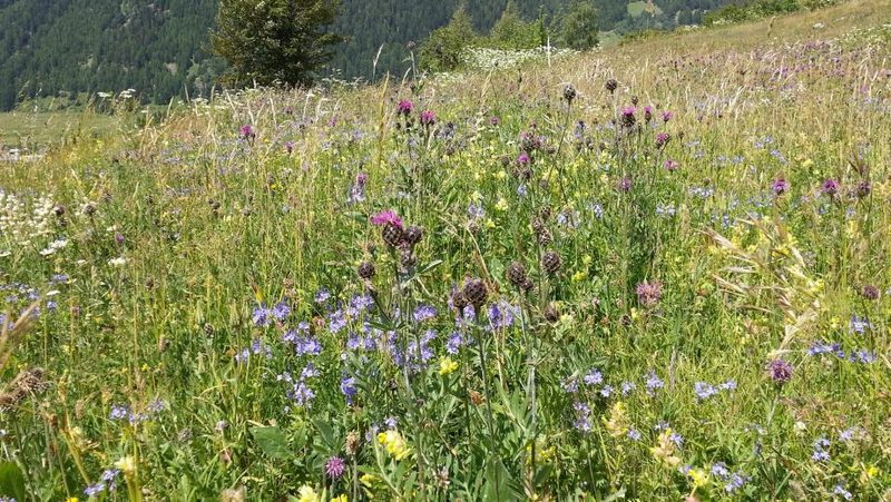 Extensive Weide mit vielen Blumen