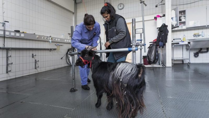 Ziegenbock Strupf im Tierspital