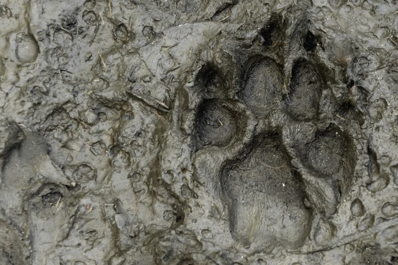 Der Pfotenabdruck eines Wolfes gleicht demjenigen eines Hundes.