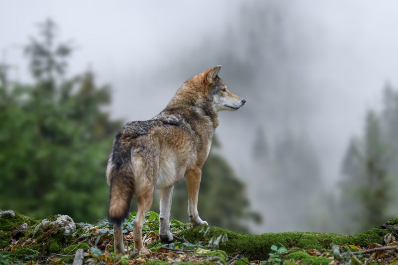 Mit seinen scharfen Sinnen ist der Wolf perfekt gerüstet für die Jagd.