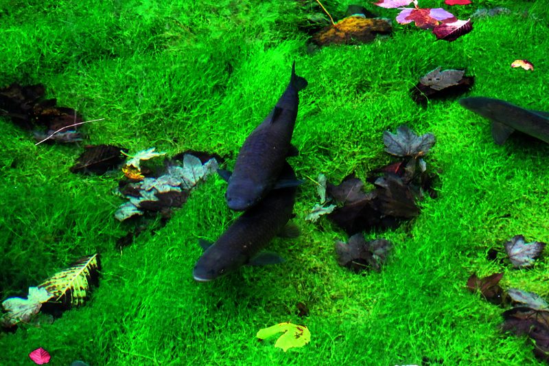 Fisch