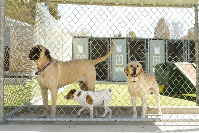 Zwingerhusten bei Hunden: Ursache und Symptome
