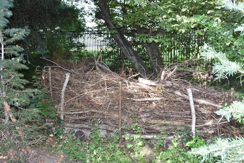 Wildes Zürich: Wie Wildtiere innerhalb der Stadt leben
