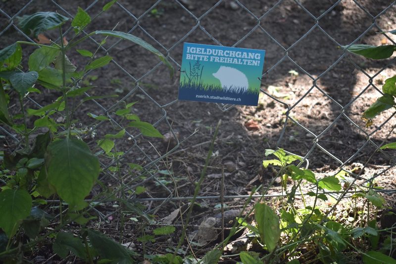 Wildes Zürich: Wie Wildtiere innerhalb der Stadt leben