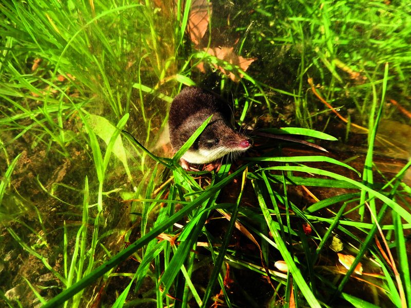 Die Wasserspitzmaus wurde im Sommer 2024 erstmals auf Stadtzürcher Boden nachgewiesen. Auf der Roten Liste ist sie als «gefährdet» eingestuft.
