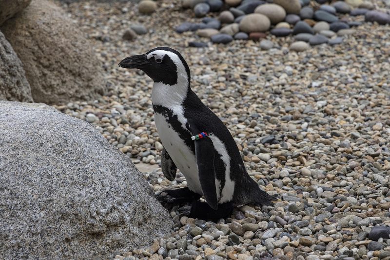 Pinguin kann dank Schuhen wieder richtig watscheln