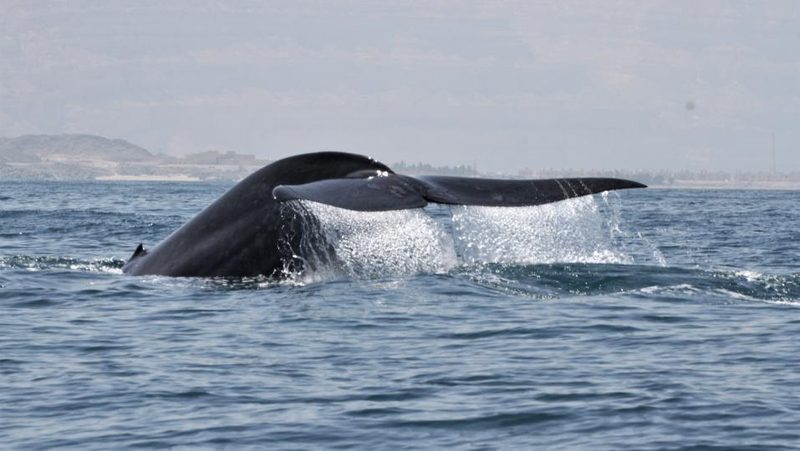 Blauwalfluke schaut aus Meer