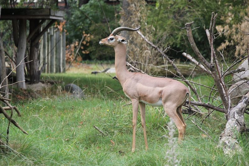 Der Berliner Zoo im Laufe der Zeit