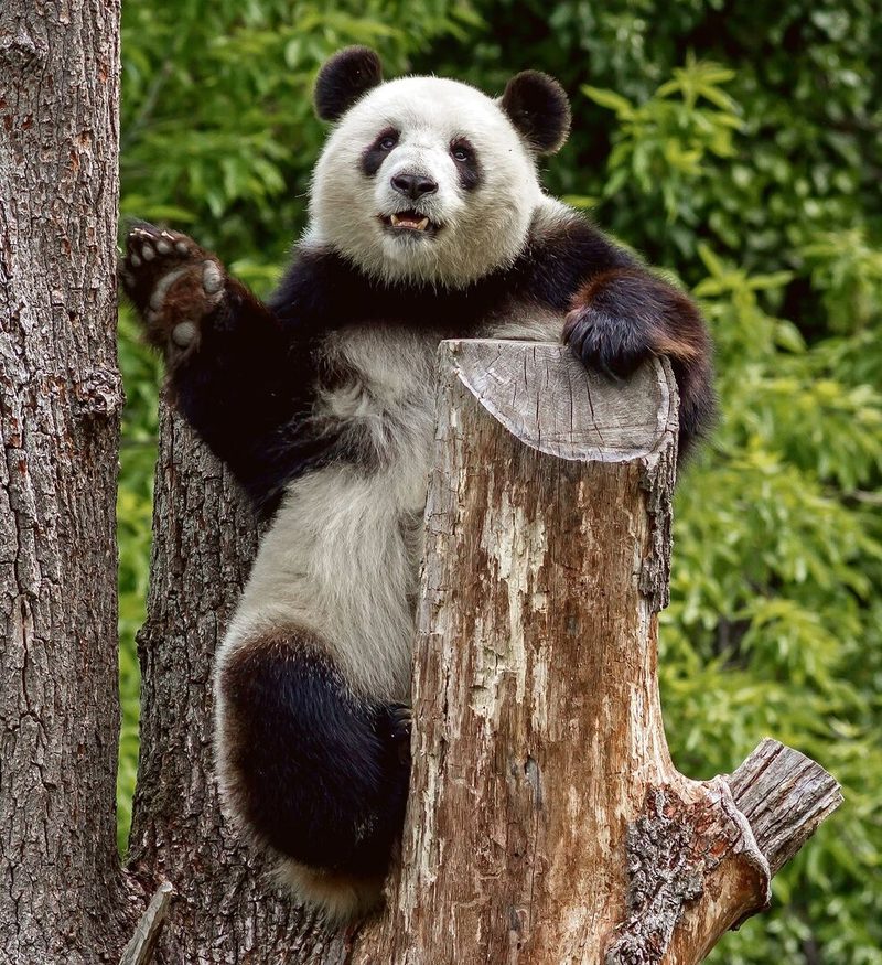 Grosser Panda und zwei Giraffenunterarten vor dem Antilopenhaus.
