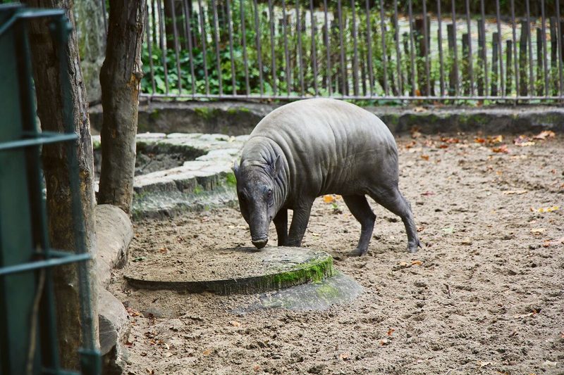 Seltene Tiere in Berlin: Brillenpelikan, Wollkopfgeier und Hirscheber oder Babirusa (unten).